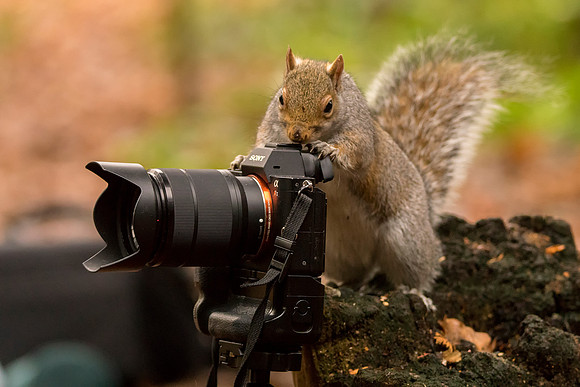 Smile Focus Click  © Bob Riach