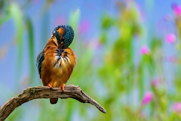 1 kingfisher © Jo Bird