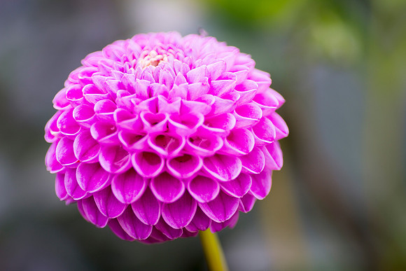 Pink Ball flower by Bob Riach