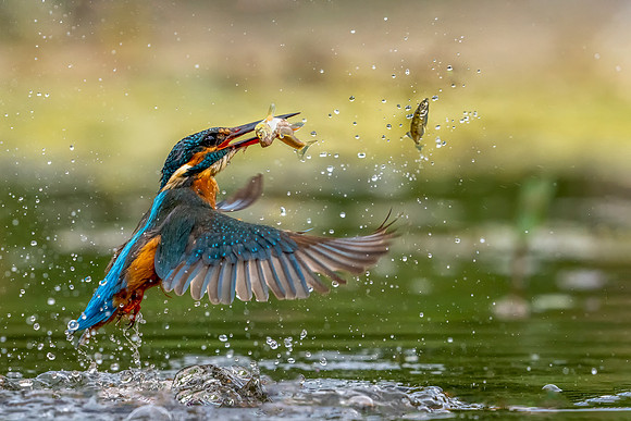 _DSC6976 Kingfisher 2 Edit © Jo Bird