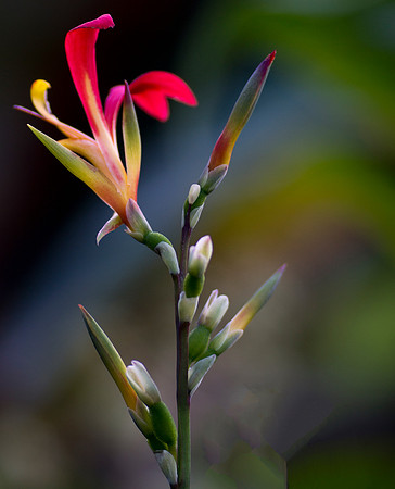 Flower taken by Jo Bird