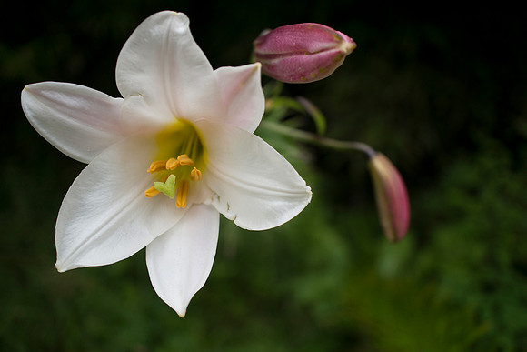 lilly taken by Jo Bird