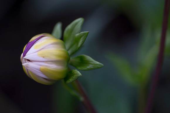 Bud taken by Jo Bird