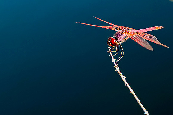 dragonfly purple