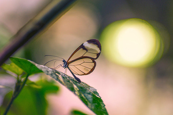 Glasswinged butterfly By Bob Riach