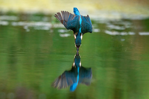_DSC0025 Kingfisher © Bob Riach