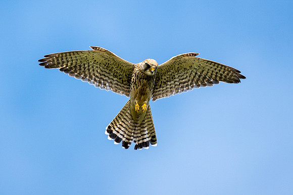 best kestrel edit © Jo Bird.