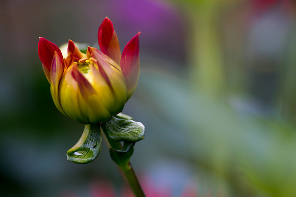 Opening Bud taken by Jo Bird
