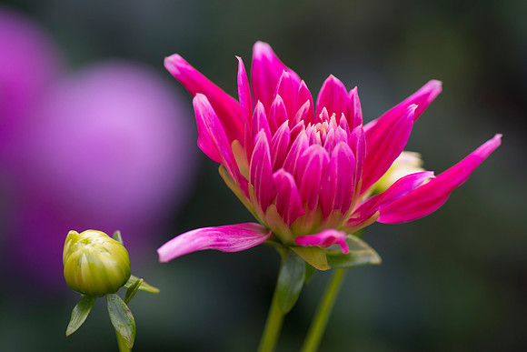Pink Flower by Bob Riach