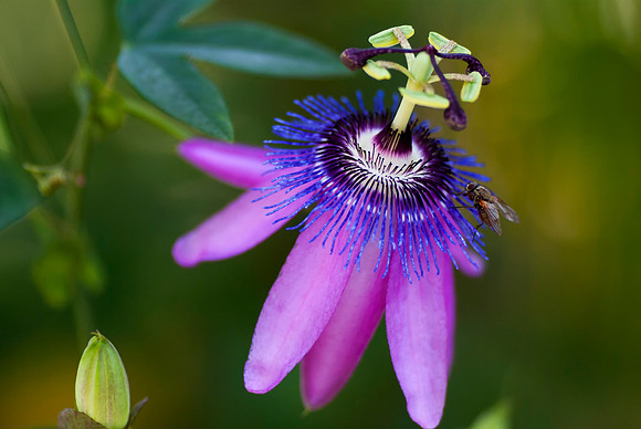 passion flower taken by Jo Bird
